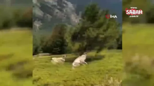 Çoban köpeklerinin kovaladığı ayılar ağaca sığındı...O anlar kamerada | Video