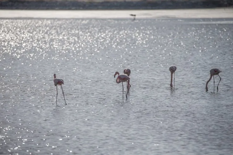 İzmir Kuş Cenneti’nde Flamingolar