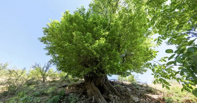 Diyarbakır’da 410 yıllık kestane ağacı tescillendi