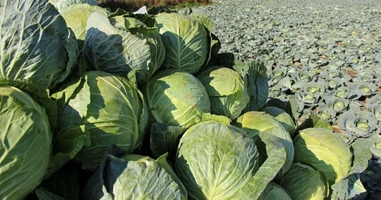 Samsun Bafra Ovası’nda lahana hasadına başlandıÇiftçiler satışlardan memnun