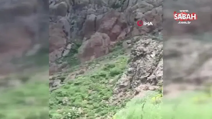 Vatandaşın ayı ile gülümseten diyaloğu kamerada | Video