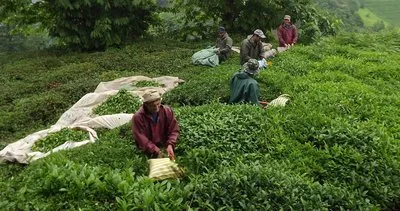 “Yabancı işçi çaya zarar veriyor”