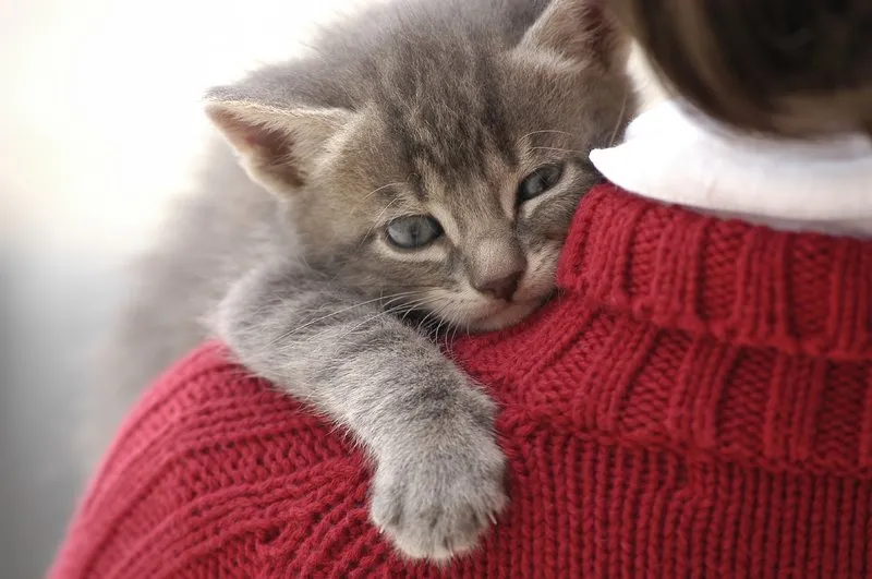 Kedi Alerjisi Nasil Gecer Saglik Haberleri