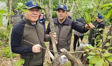 Faydalı böcek ormanlara bırakıldı