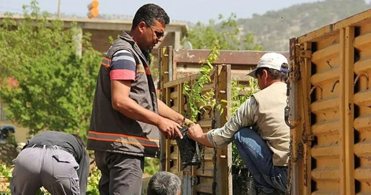 Mersin Mut Belediyesi’nden çiftçilere 3 bin kayısı fidanı
