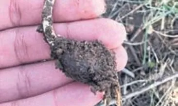 Kardelen bitkisi tıpta kullanılıyor