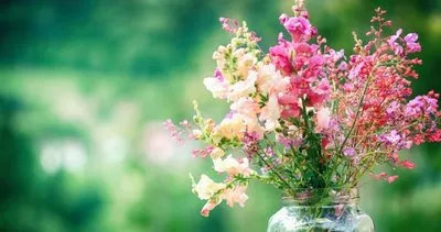 Çiçek İsimleri ve Anlamları - Yeşil Yapraklı, Renkli, En Güzel Saksı Çiçeklerin İsimleri ve Türleri