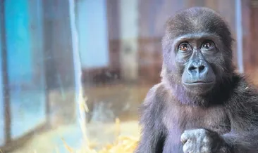 Yavru gorile 20 bin isim önerisi