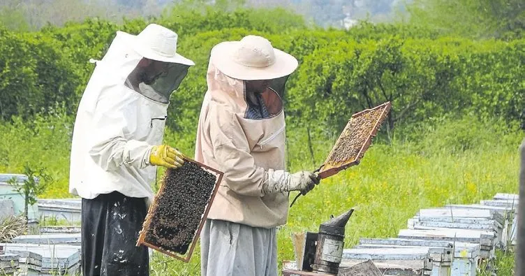 Portakal çiçeği keyfi arılara kaldı