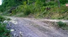 Yediği bal yüzünden fenalaşmıştı! Meşhur ayı Balkız yeniden ortaya çıktı