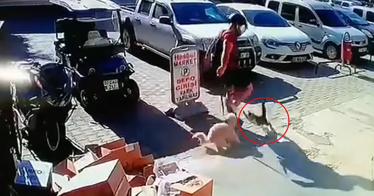 Kediyi tekmeledi tutuklandı