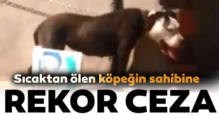 Antalya’da sıcaktan ölen köpeğin sahibine rekor ceza