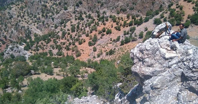 Siirt’te yaban domuzları çiftçileri mağdur etti