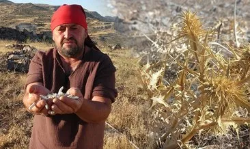 Doğada kendiliğinden yetişiyor! Kilosu cep yakıyor: Tam 10 bin TL! #malatya