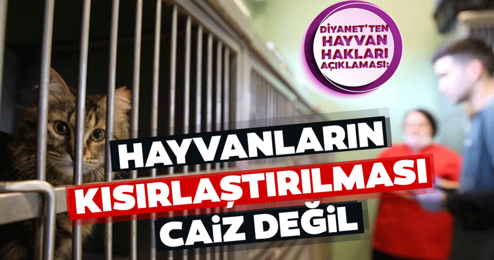 dinen evde kedi beslemek