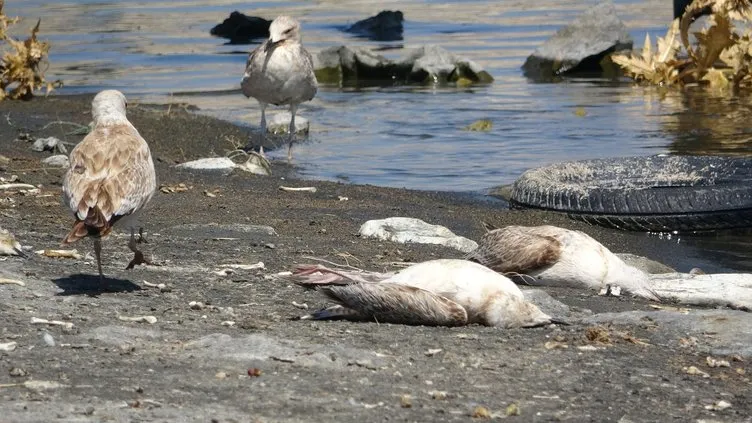 Van Gölü’nde martılar strese girip öldü! Sebebi herkesi şaşırttı!