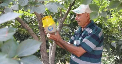 Yüreğir’de Akdeniz meyve sineği ile etkin mücadele #adana