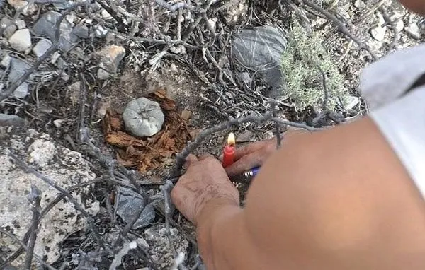 Akılları baştan alan kaktüs!
