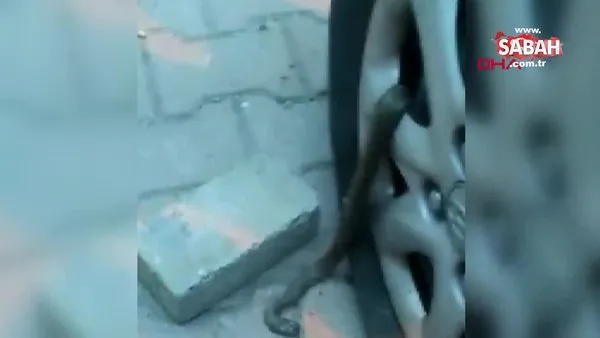Avcılar'da mahallelinin yılan isyanı: 