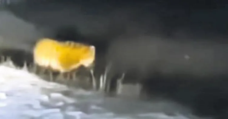 Antalya’da Anadolu parsı görüldü