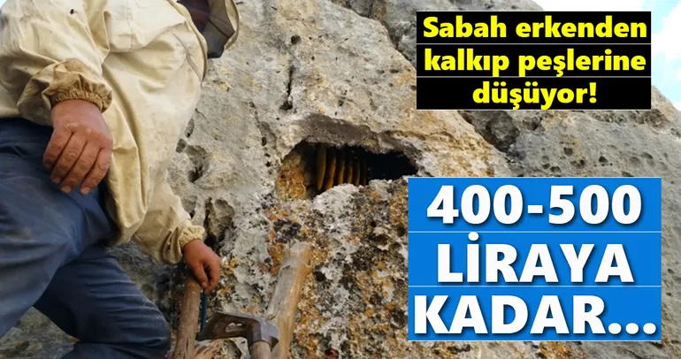 Arıların izini sürerek bal topluyor!