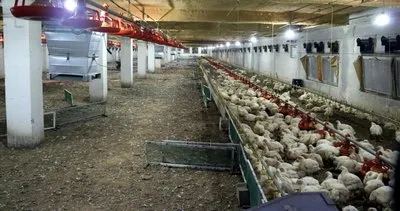 20 bin tavuk telef oldu! Zonguldak’ta aile şaştı kaldı