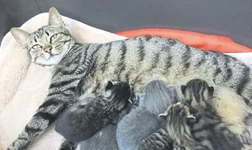 Gönül’e sıcak yuva aranıyor