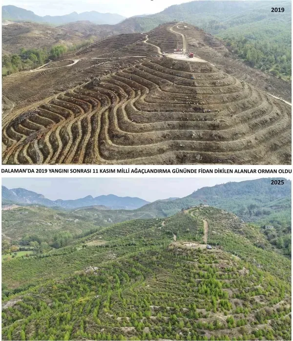 muglada-bin-433-hektarlik-alan-yeniden-orman-oldu-1766135153873.jpg