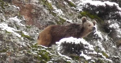 Ayılara, kar sürprizi #tunceli