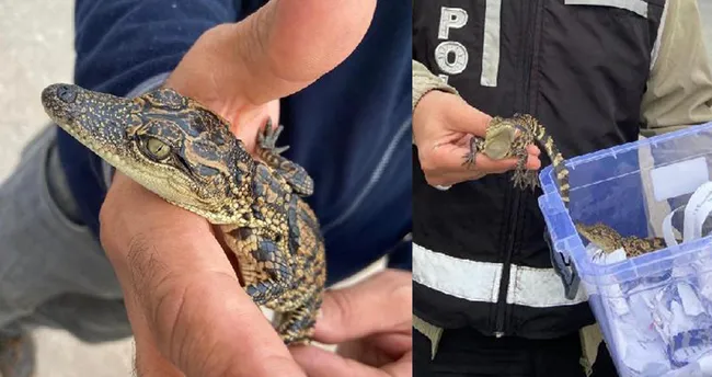 İstanbul’da timsah operasyonu: Özel bölmede bulundular İstanbul’da timsah operasyonu: Özel bölmede bulundular