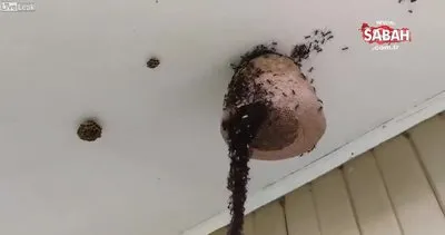 Karıncaların hedefe ulaşmak için kullandığı yol herkesi hayrete düşürdü