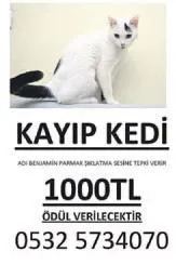 Benjamin’i bulana bin lira ödül var - 1