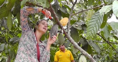 Fiyatı 9 bin doları aştı! Ağaçta yetişiyor: Emtia piyasasına damga vurdu