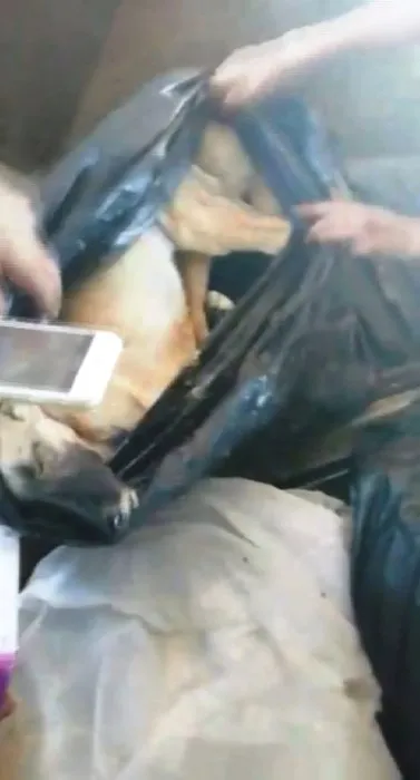 Diyarbakır’da barınaktaki köpeklerin bakımsızlıktan öldüğü iddiası