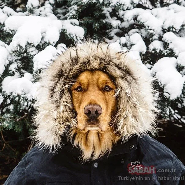 Sosyal medyanın yeni fenomeni bir köpek: Aspen