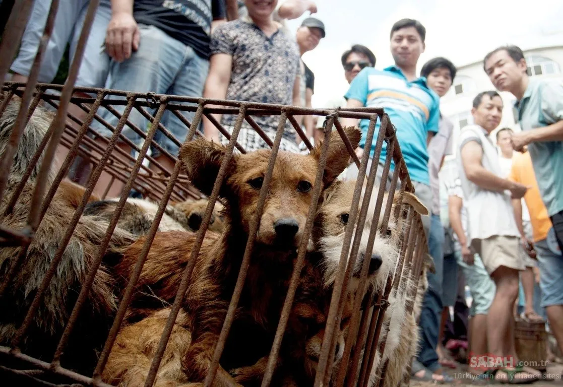 Yeni bir salgın mı geliyor? Çin�de köpek eti festivali tepkilere rağmen