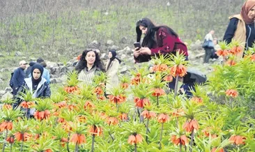 ‘Ağlayan gelinler’ baharı müjdeledi