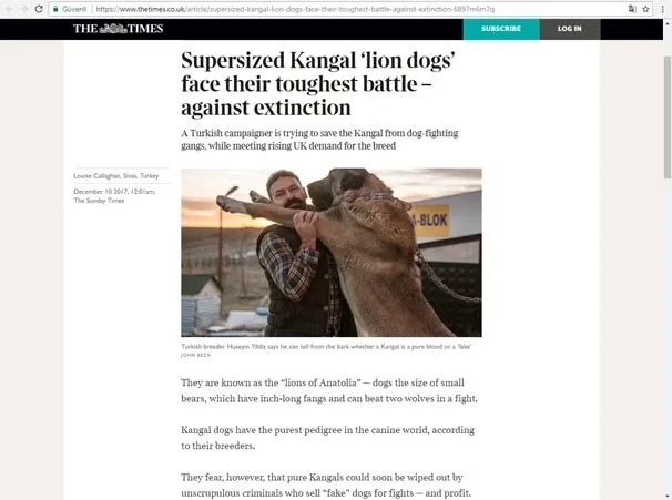 Kangal köpekleri, İngiltere’nin gündeminde!