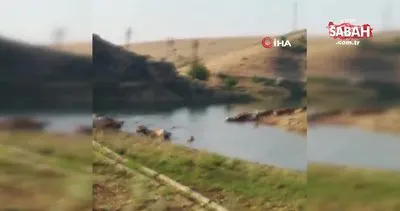 Büyükbaş hayvanların Fırat Nehri’nden tehlikeli geçişi kamerada