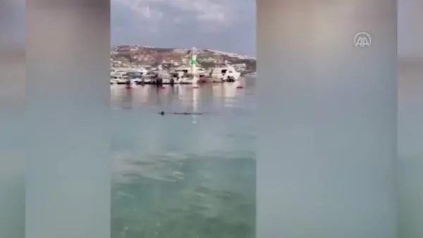 Muğla'nın Bodrum ilçesinde camgöz cinsi köpek balığının yakalanıp serbest bırakılma anı kamerada