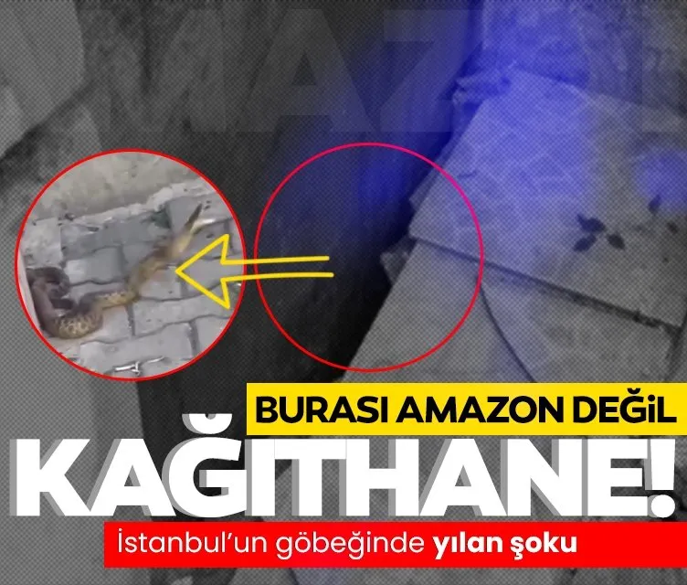 İstanbul’un göbeğinde 1.5 metre yılan şoku: Burası Amazon Ormanı değil, Kağıthane