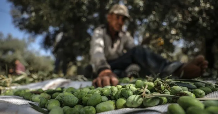 Afrin’de zeytin hasadı başladı