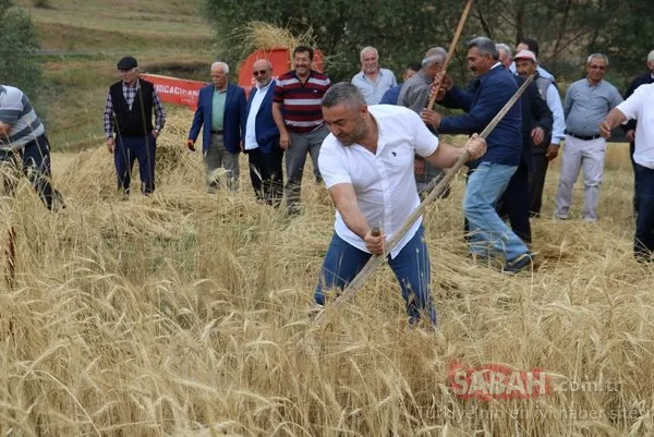 2 bin yıllık ata tohumu! O ilimizde hasat gerçekleşti...