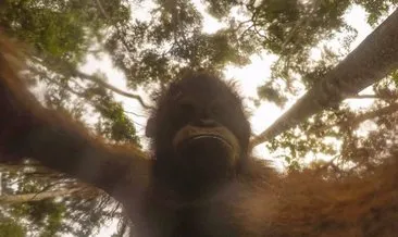 Orangutanın kamerayla imtihanı