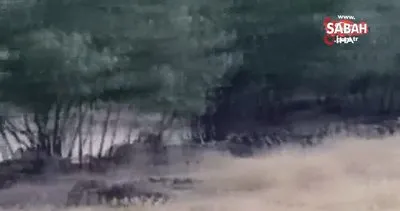 Sürüye yaklaşan kurdu köpek böyle kovaladı | Video