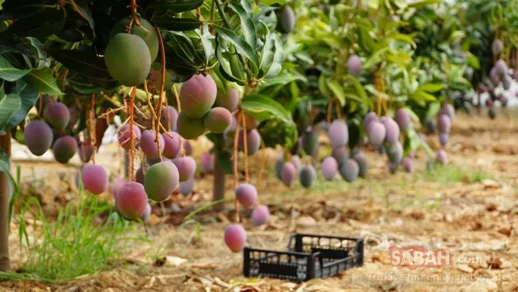 Antalya’da tanesi 35 liradan satılan mango üreticisinin yüzünü güldürdü
