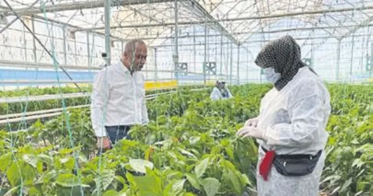 Yerli tohum dünyaya açıldı