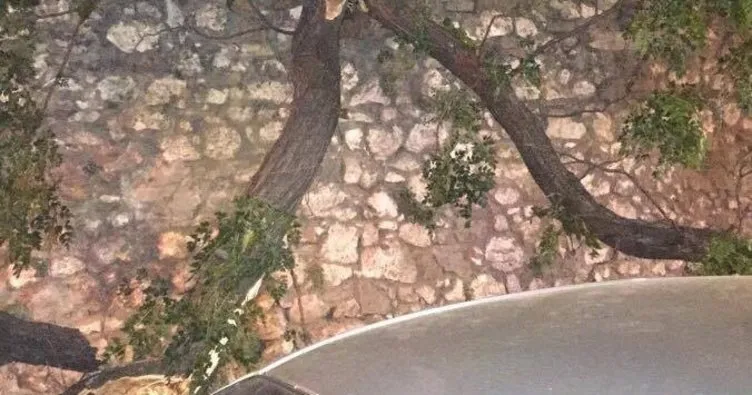 İzmir’de otomobilin üzerine ağaç devrildi