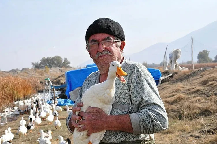70 yaşında organik ördek çiftliği kurdu