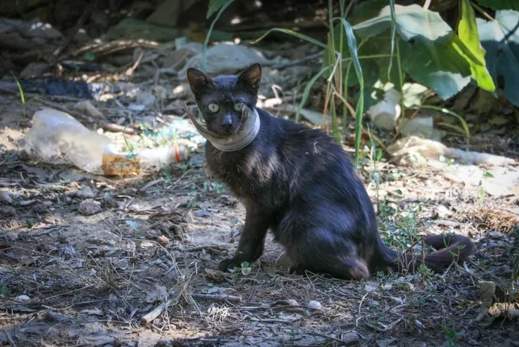 Günlerdir boynundaki kavanozla yaşayan kedi sonunda kurtarıldı